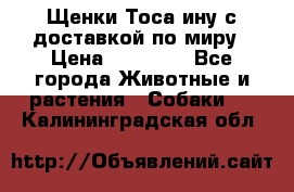 Щенки Тоса-ину с доставкой по миру › Цена ­ 68 000 - Все города Животные и растения » Собаки   . Калининградская обл.